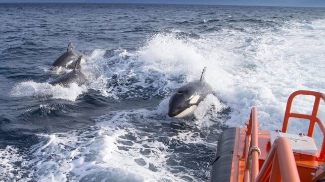 Orcas attack