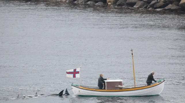 Two of the Faroese whalers, as photographed from the deck of the cruise ship Ambition (ORCA)