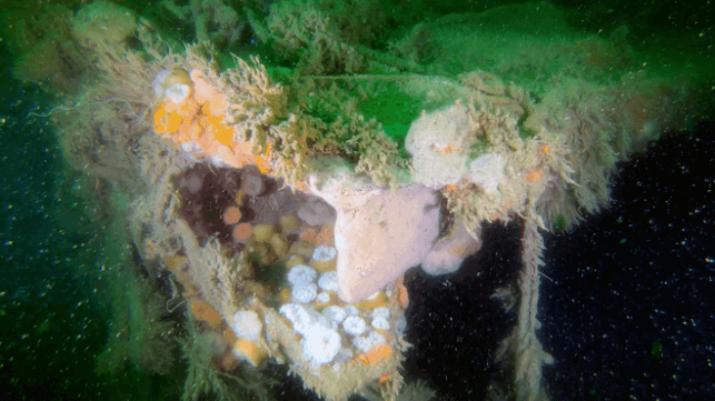 Extensive marine growth on a WWII shipwreck