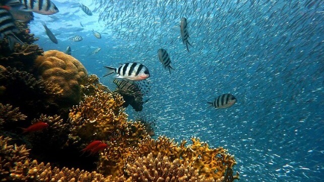 Reef with schools of fish