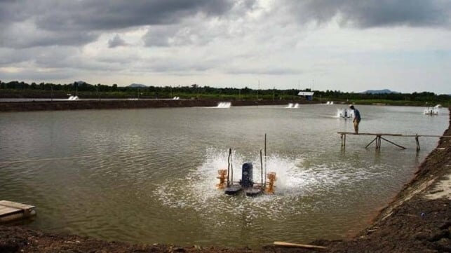 Shrimp aquaculture pond, Indonesia (Herman Gunawan / CC BY SA 3.0)