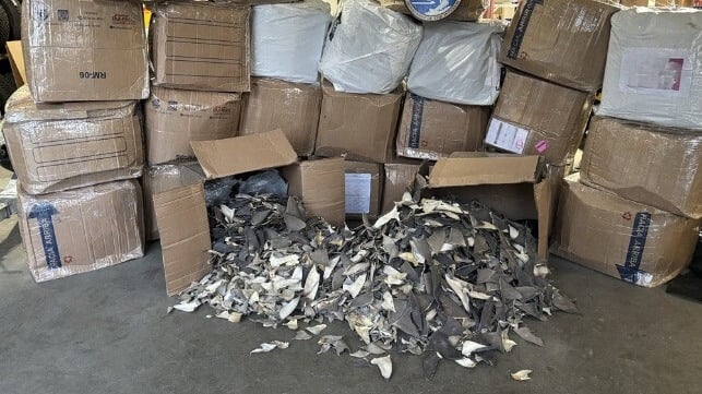 26 boxes of shark fins seized in Anchorage, October 2025 (USFWS)