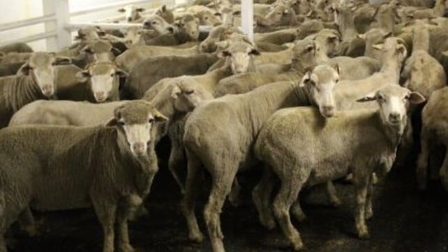 Sheep