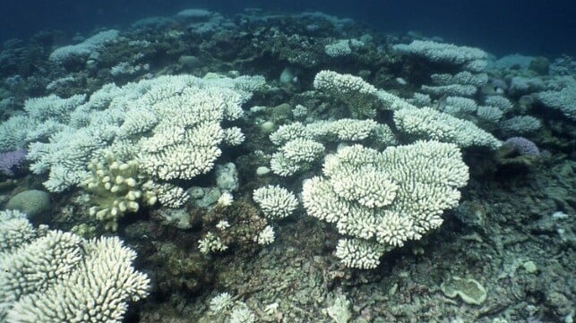 Coral bleaching