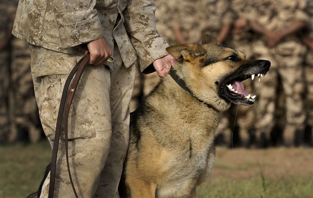 U.S. Forces Celebrate National Dog Day
