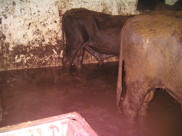 Troubleshooting the fresh cow pen