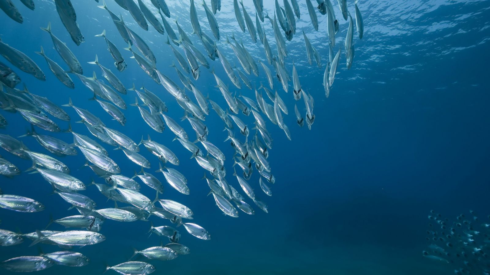 Large Fish mackerel school feeding-Medium